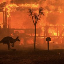 Was There A Silver Lining To Australia’s 2020 Bush Fires?